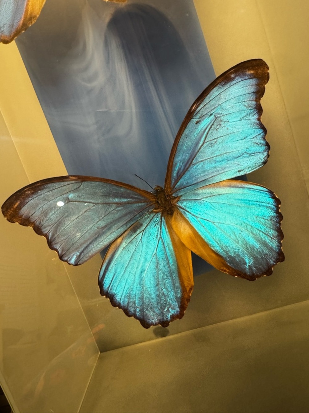 Vintage Morpho Butterfly Shadow Box Art Glass Case Nature Decor - Picture 2 of 8